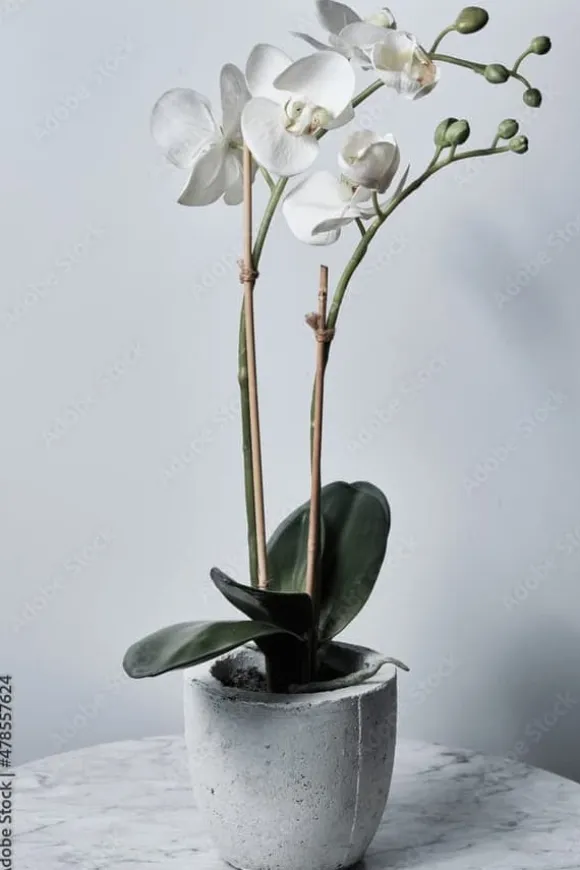 Bambuspinnar 80 cm Ø6 mm – 500 st, för växter, orkidéer och dekoration