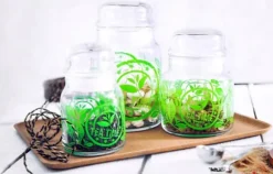 GLASBEHÅLLARE 290ML FÖR KAFFE HERMETISK KRUK MED LOCK FÖR KRYDDER