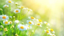 SKÄRBRÄDA I GLAS 52x30 BLOMMOR