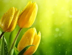 SKÄRBRÄDA I GLAS 52x40 BLOMMOR