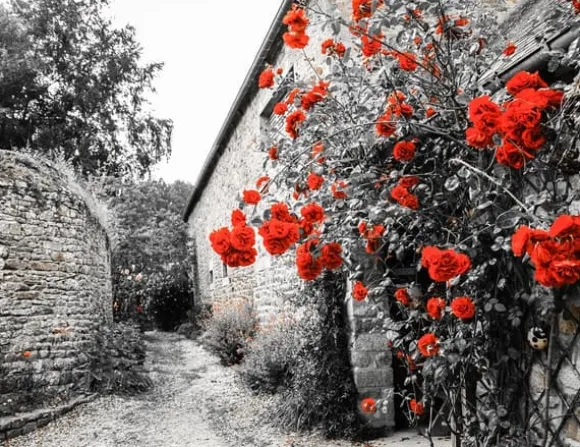 SKÄRBRÄDA I GLAS 52x40 BLOMMOR