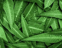 SKÄRBRÄDA I GLAS 52x40 GRÖN