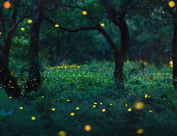 SKÄRBRÄDA I GLASPLATTA 52x40 FOREST